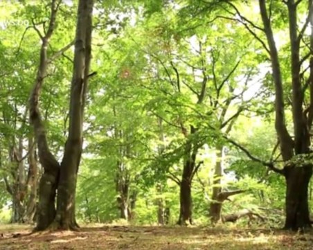 Изсичат вековна букова гора край Буново, заедно с дърветата изчезва и водата