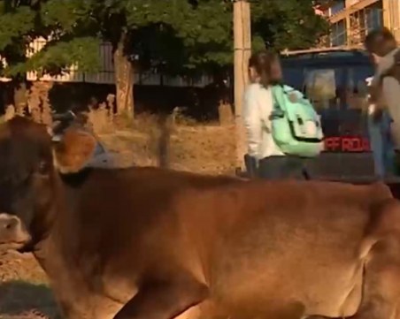 Жена се прави на мечка в Батак, гони крави от училищен двор