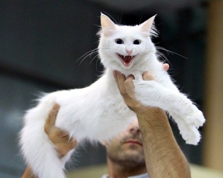 Жестокост! Пловдивчанин изхвърли котката си от шестия етаж, писанката почина