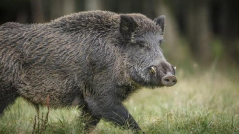 Свинската чума покоси трето прасе в Благоевградско
