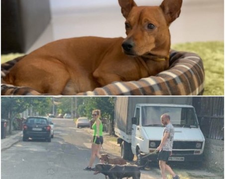 Още една жертва на питбулите от Коматево! Едно от кучетата разкъса пинчер пред погледите на стопаните