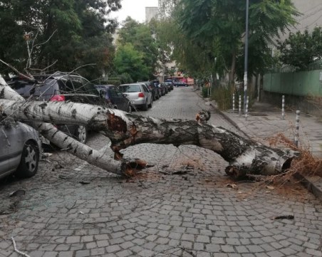 Дърво смаза автомобил пред столична болница
