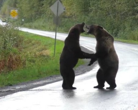 Мечки гризли се сбиха на магистрала! Видеото им стана хит