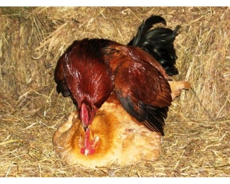 Вегани бранят кокошки от петли изнасилвачи