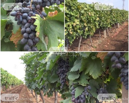 Качеството за сметка на количеството: През 2020 година ще пием руйно вино