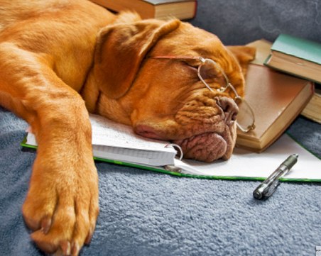 Психолог от Харвард: Кучетата сънуват стопаните си