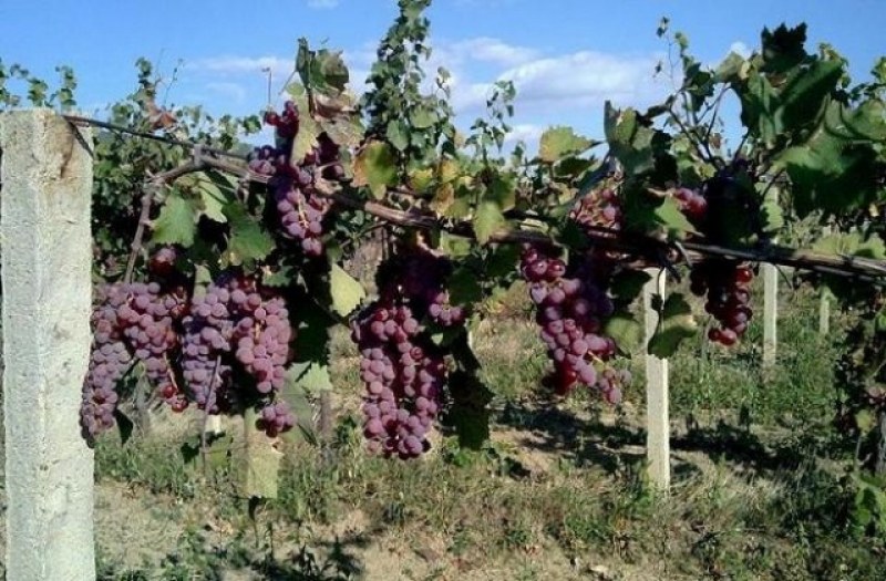 Колекционери резервират вина от реколта 2019
