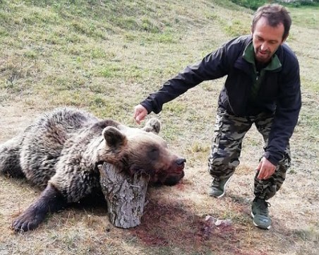 Гръмнаха нагла мечка, убила пет овце в Кожари, върнала се за още