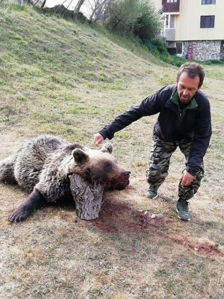 Гръмнаха нагла мечка, убила пет овце в Кожари, върнала се за още