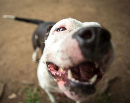Питбул спаси две деца от отровна змия