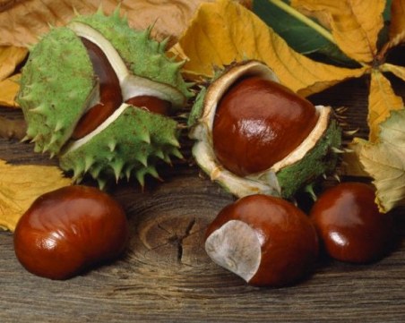 Кестените бързо намаляват, ще изчезнат ли изцяло в Европа?