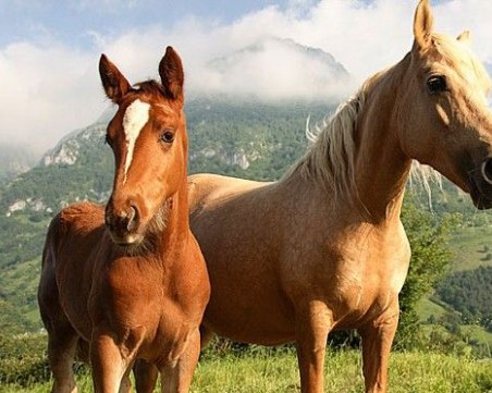 Застреляха кобила във Видинско, търсят извършителя