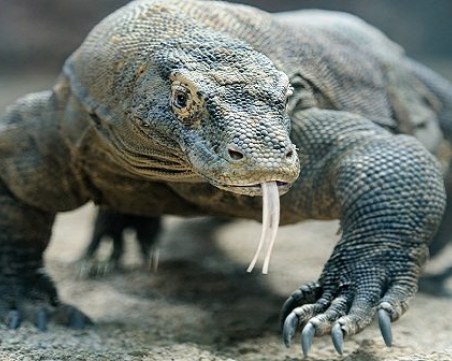 1000 долара такса, за да видиш комодския варан