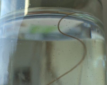 Червеи изтичат от чешми във Враца! Местни се страхуват от зарази