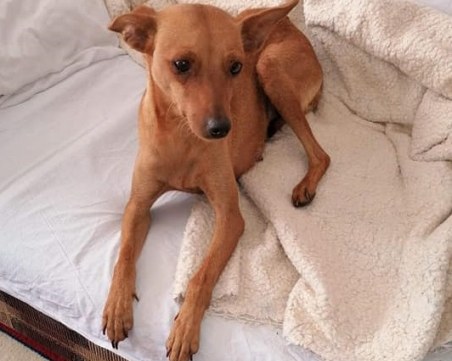 Изгубен пинчер търси стопаните си в София