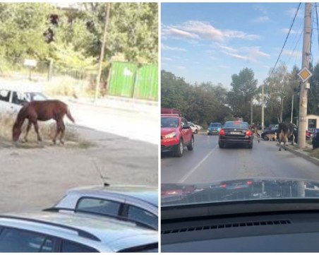 Крави и конче стряскат шофьорите в столичния квартал 