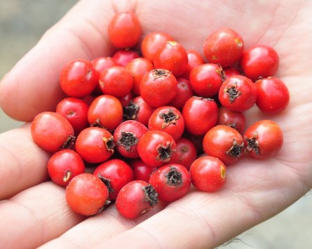 6 ползи от консумацията на червени боровинки