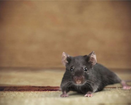 Мишка падна върху журналист от тавана на Белия дом