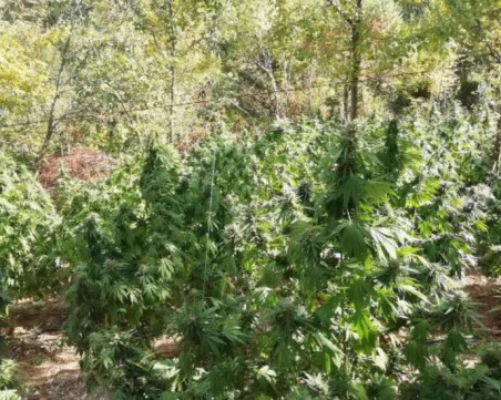 Над 11 тона марихуана иззеха при спецакция в Благоевград