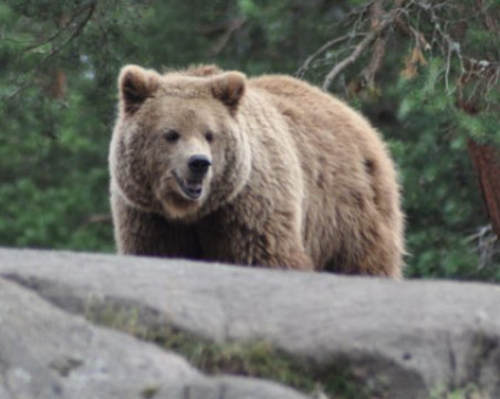 Свръхпопулация на диви мечки в Румъния, разрешават лова