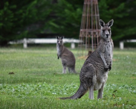 Тийнейджър нарочно прегази 20 кенгурата в Австралия