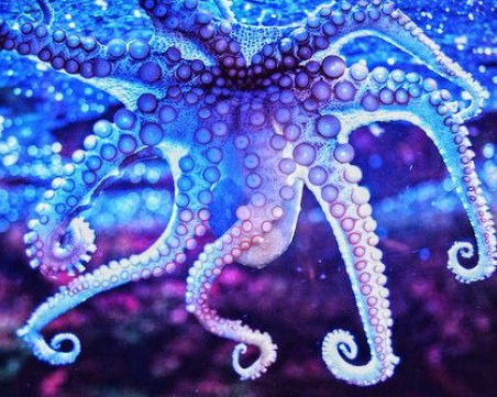 Учени заснеха октопод, променящ цветовете в съня си