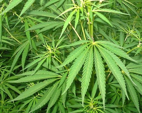 Арестуваха мъж от Ръжево Конаре, отглеждал канабис в двора си