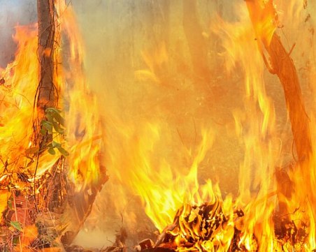 Горят 20 декара иглолистна гора край село Стояново