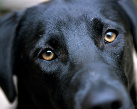 Мъж и жена тровят кучета в столичен парк, слагат габърчета в хлебни топчета
