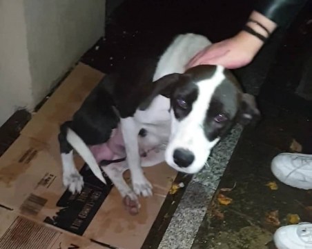 Беззащитни кученца и майка им бедстват в дъжда край Кърджали