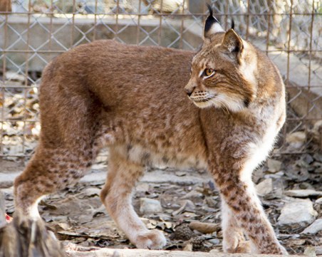 Днес е Световният ден за защита на животните