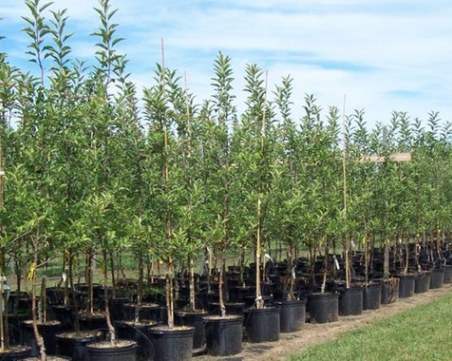 Кестени, липи, дъбове - 1550 нови фиданки радват столичани по паркове и булеварди