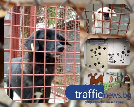 Малки пловдивчани отвориха сърцата си за четириногите от пловдивския приют