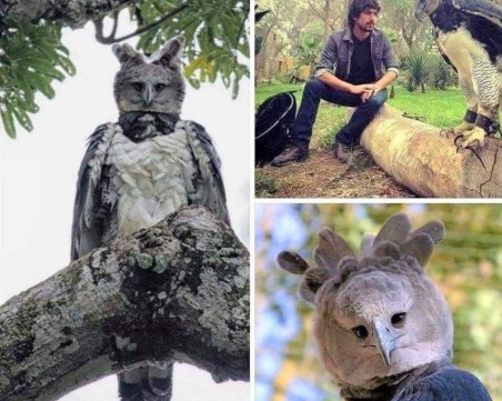 Невиждана досега птица предизвика фурор в социалните мрежи