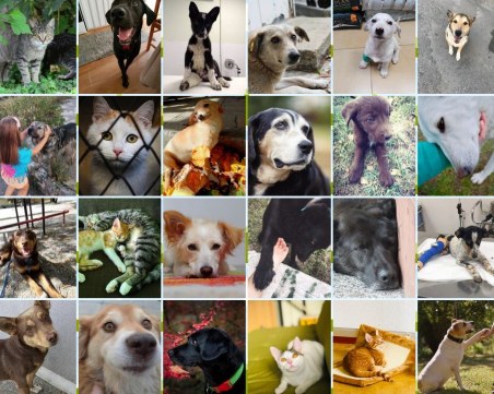 Осинови любовта: Изложба напомня за бездомничетата в Световния ден за защита на животните