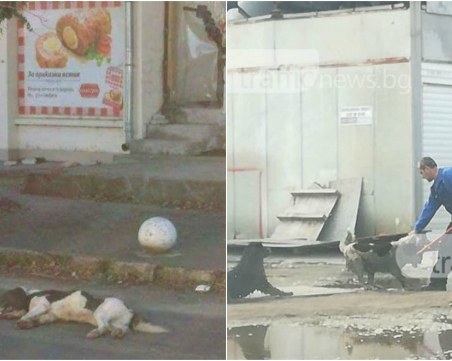 Все повече случаи на жестокост към животните, обучават полицаите да реагират адекватно