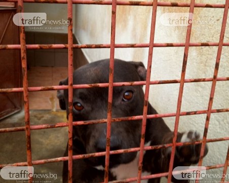 Експерти и представители на НПО обсъждат съдбата на питбулите от Арената на смъртта