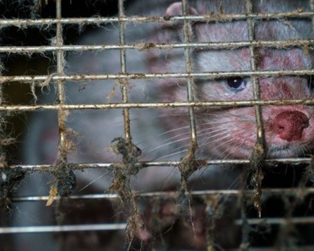 Протест ще спасява норките от  Маджерито от масово избиване след броени дни