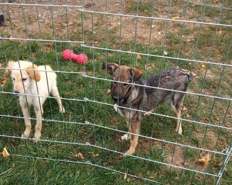 Одомашняването на куче - любов от пръв поглед! Десетки чакат своите стопани в пловдивския приют