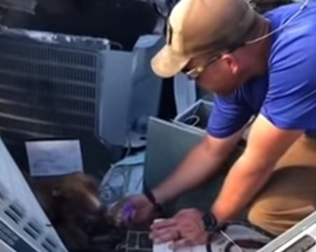 Oткриха живо куче под руините на сграда, рухнала при урагана Дориан