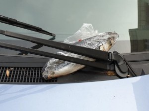 Паркираш неправилно, получаваш риба на предното стъкло