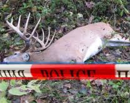 Застреляха благороден елен, извършителят го грози затвор