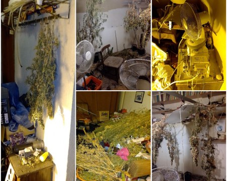 Разбиха къща преустроена в наркооранжерия при спецакция