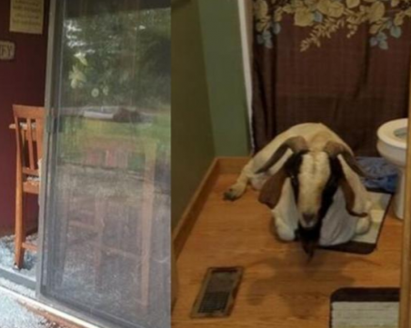 Козел влезе с взлом в къща и заспа в банята