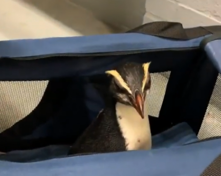 Спасиха измършавял пингвин, пропътувал 2500 км, за да се върне у дома