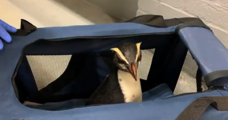Спасиха измършавял пингвин, пропътувал 2500 км, за да се върне у дома