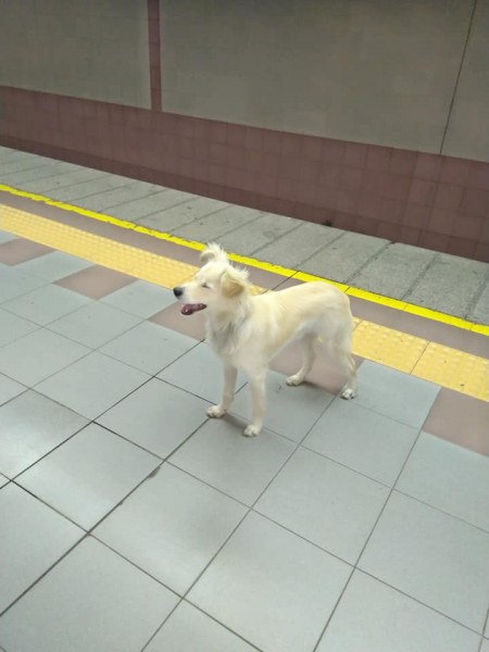 Издирват изоставеното куче в метрото, огранизация му търси стопанин