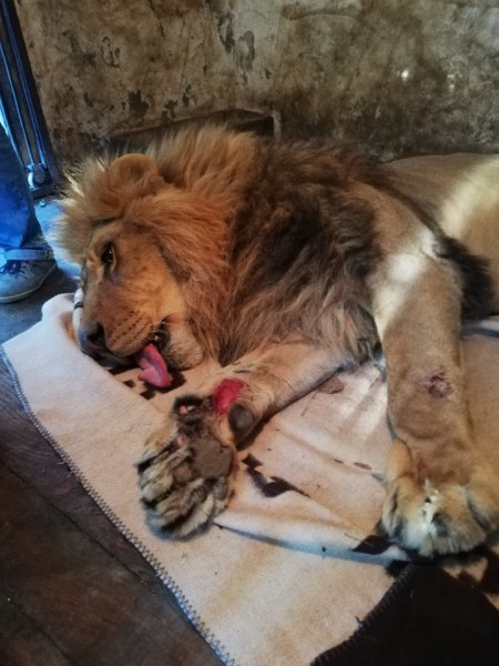 Никой не се погрижил за ранения лъв в Разград повече от месец
