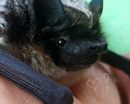 Игри за малки и големи в Нощта на прилепите в Столичния зоопарк