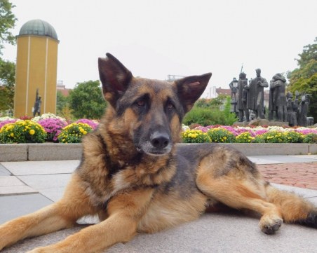 Издирват възрастна немска овчарка в София, виждали ли сте я?